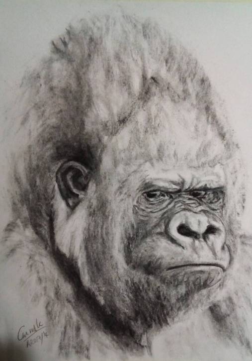 Retrato de gorila plateado